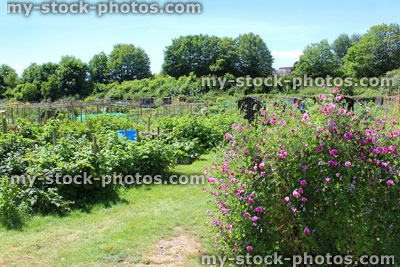Stock image of garden with purple sweet pea flowers, raspberry plants