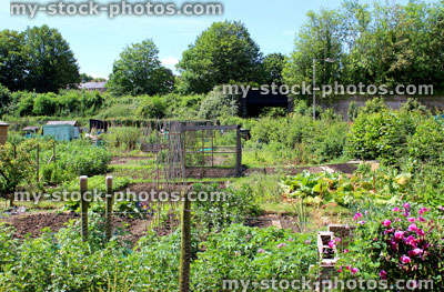 Stock image of allotment vegetable garden with potatoes, sweet peas, salad crops