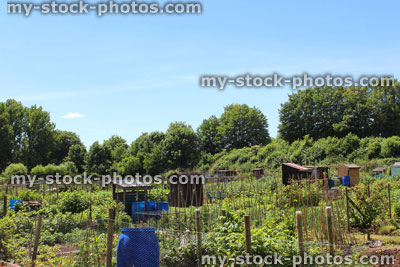 Stock image of allotment vegetable garden with water butts, compost bins, sheds, plants