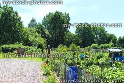 Stock image of allotment vegetable garden with various root / salad crops