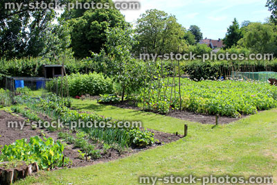 Stock image of allotment vegetable garden, marigolds / companion plants, onions, lettuce, runner beans