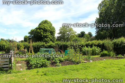 Stock image of allotment vegetable garden with potato plants, compost heap