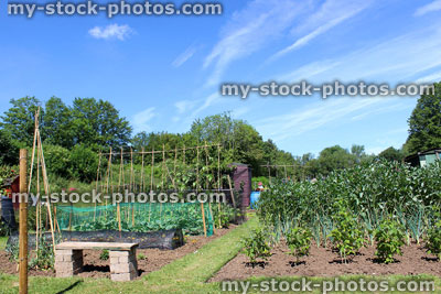 Stock image of allotment vegetable garden with grass path, beds, bench, cloches, cabbages