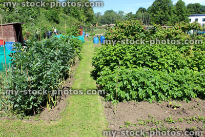 Stock image of allotment vegetable garden with broad beans, raspberry plants