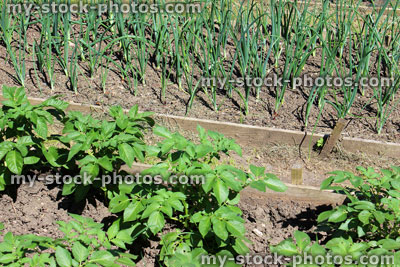 Stock image of allotment vegetable garden with potato plants and onions