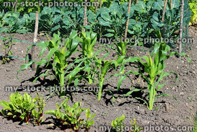 Stock image of allotment vegetable garden with maize / corn on the cob plants