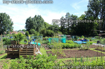Stock image of allotment vegetable garden with wooden compost heap, crops