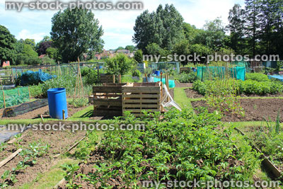 Stock image of allotment vegetable garden with potato plants,. compost heap