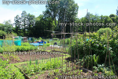 Stock image of allotment vegetable garden, runner bean plants, wigwams bamboo canes, crops