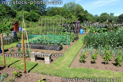 Stock image of allotment vegetable garden with bench, cloches, grass path