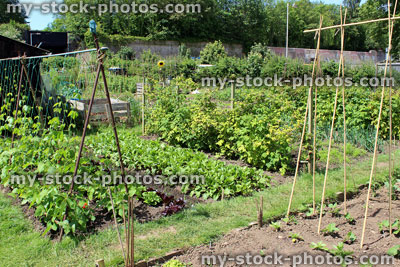 Stock image of allotment vegetable garden, runner bean plants, wigwams, bamboo canes,. lettuce