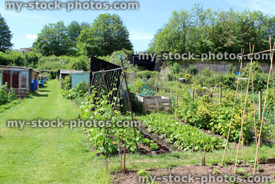 Stock image of allotment vegetable garden with runner beans, bamboo wigwams