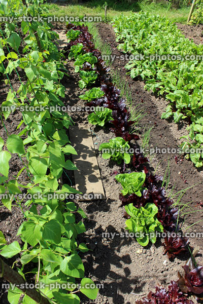 Stock image of allotment vegetable garden with runner beans, lettuce plants, beetroot, onions