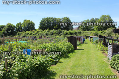 Stock image of allotment vegetable garden with 