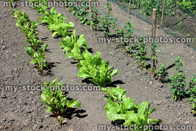 Stock image of allotment vegetable garden with lettuce, beetroot, chrysanthemum plants