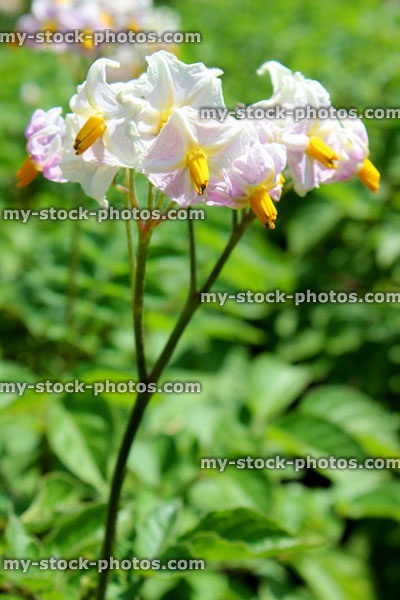 Stock image of potato plants growing in vegetable garden, white potato flowers