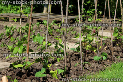 Stock image of allotment vegetable garden with runner beans, wigwams of bamboo canes