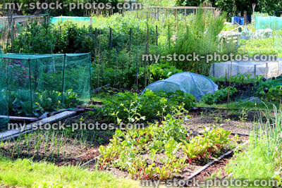 Stock image of allotment vegetable garden with beetroot, onions, cabbages, betting
