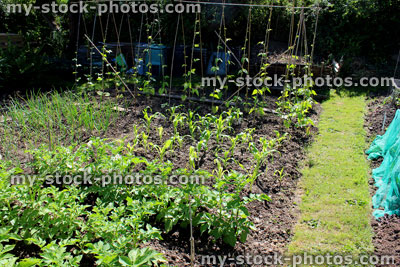 Stock image of vegetable garden with potatoes, corn on the cob, runner beans