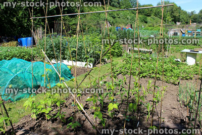 Stock image of allotment vegetable garden with netting, cloches, runner beans, bamboo canes
