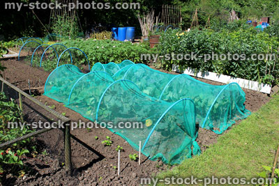 Stock image of allotment vegetable garden with cabbages covering in netting