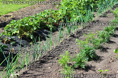 Stock image of allotment vegetable garden with marigolds / companion plants, onions, strawberry plants