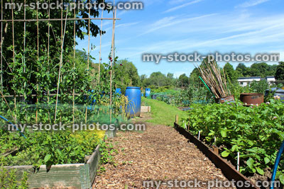 Stock image of allotment vegetable garden, runner bean plants, wigwams, raised bed potatoes