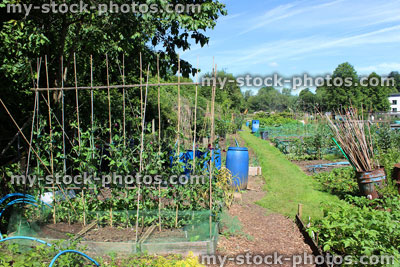 Stock image of allotment vegetable garden, runner bean plants, wigwams of bamboo canes