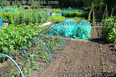 Stock image of allotment vegetable garden with peas, cloche, netting, protection