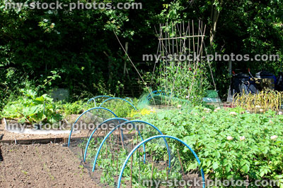 Stock image of allotment vegetable garden with pea plants, netting, cloche