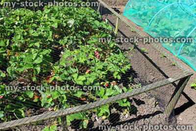 Stock image of strawberry plants growing in garden allotment, covered strawberries, net / netting