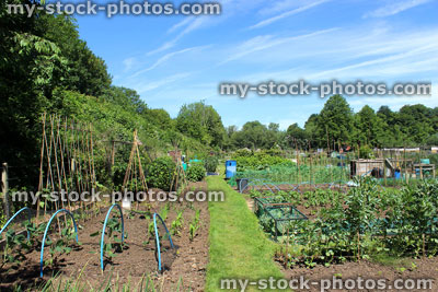 Stock image of allotment vegetable garden with cabbage plants protected, netting