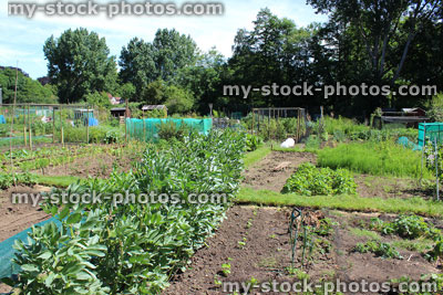 Stock image of allotment vegetable garden with broad beans and weeds