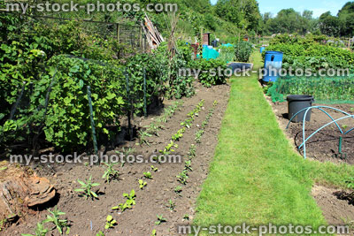 Stock image of allotment vegetable garden with lettuce, blackcurrants, fruit cage