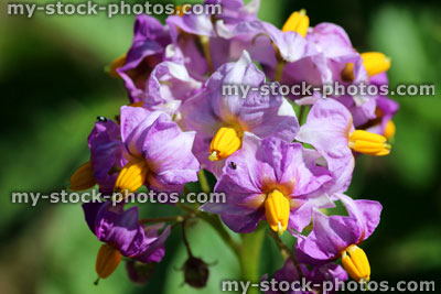 Stock image of potato plants growing in vegetable garden, purple potato flowers
