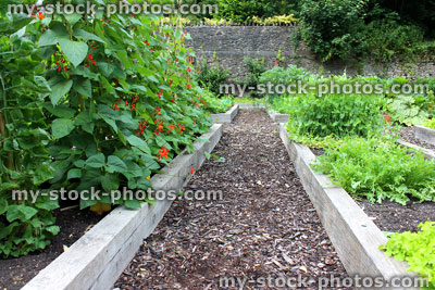 Stock image of vegetable garden allotment with raised beds, runner bean flowers