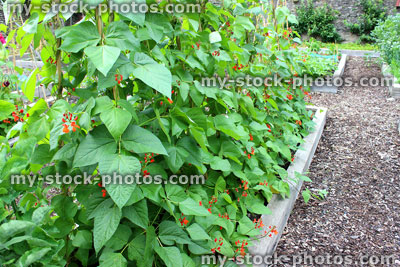 Stock image of vegetable garden allotment with raised beds, runner bean flowers
