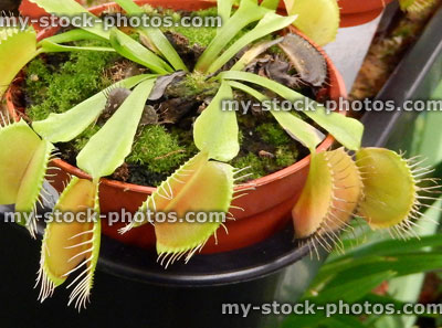 Stock image of Venus fly trap pot plant / carnivorous plant (Dionaea muscipula)