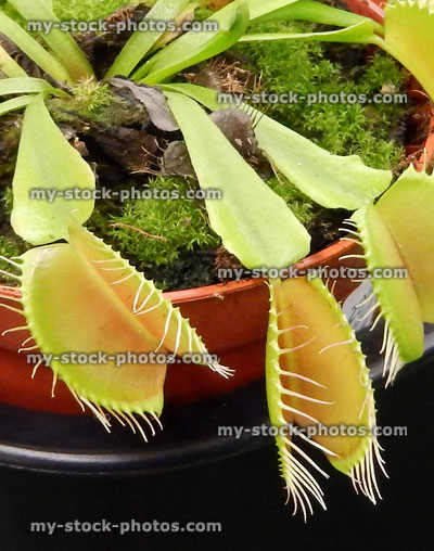 Stock image of Venus fly trap pot plant / carnivorous plant (Dionaea muscipula)