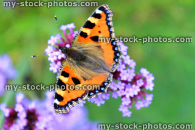 Stock image of small tortoiseshell butterfly (Aglais urticae), verbena bonariensis flowers