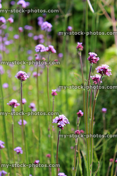 Stock image of purple Verbena flowers, Verbena bonariensis (Argentinean vervain)