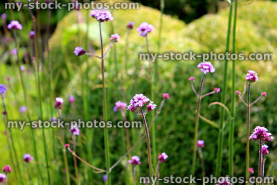 Stock image of purple Verbena flowers, Verbena bonariensis (Argentinean vervain)