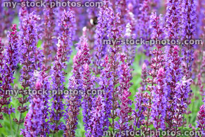 Stock image of purple flowers of Veronica Speedwell Eveline, flowering plant