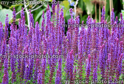 Stock image of purple flowers of Veronica Speedwell Eveline, flowering plant
