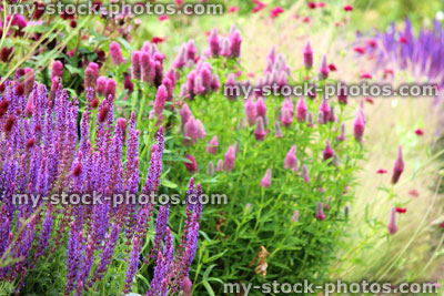 Stock image of pink and purple flowers on garden Veronica plants