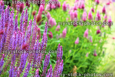 Stock image of pink and purple flowers on garden Veronica plants