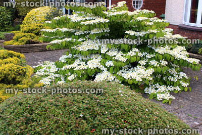 Stock image of white viburnum flowers on garden shrub (plicatum tomentosum 'Mariesii')