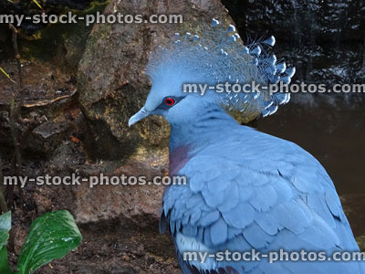 Stock image of grey Victoria crowned pigeon with crest (Goura Victoria)