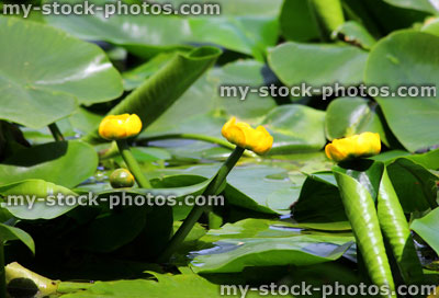 Stock image of yellow water lily flowers / spatterdock / cow lily (Nuphar lutea)