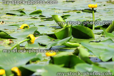 Stock image of yellow water lily flowers / spatterdock / cow lily (Nuphar lutea)